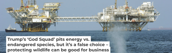 Boat strikes can harm or kill whales and are one concern about the oil industry’s environmental impact. Robyn Beck/AFP via Getty Images